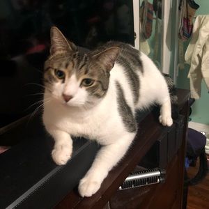 Meet your Posher, Daniel